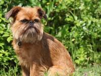 Brussels Griffon thumbnail